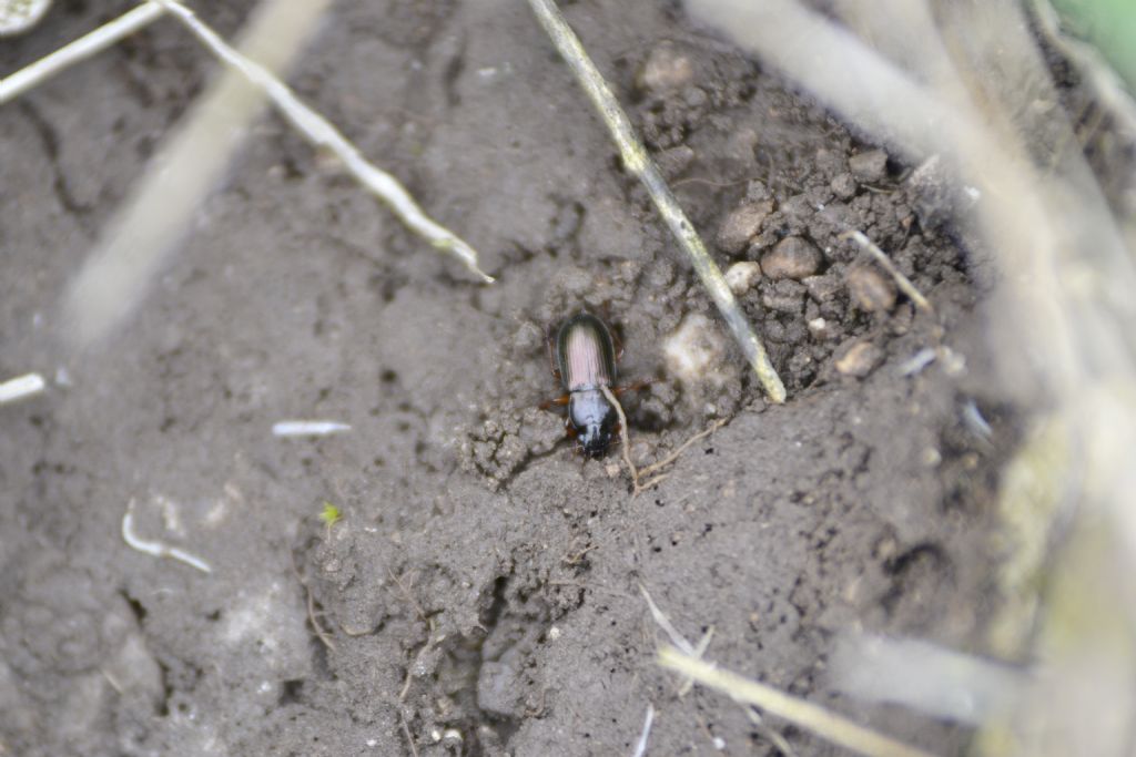 Harpalus sp., Carabidae